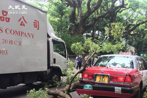 【突發】尖沙咀海防道塌樹 壓毁的士車尾