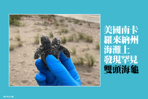 美國南卡羅來納州海灘上發現罕見雙頭海龜