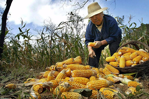 中國糧食產量依然有較大缺口 北京要嚴保耕地面積