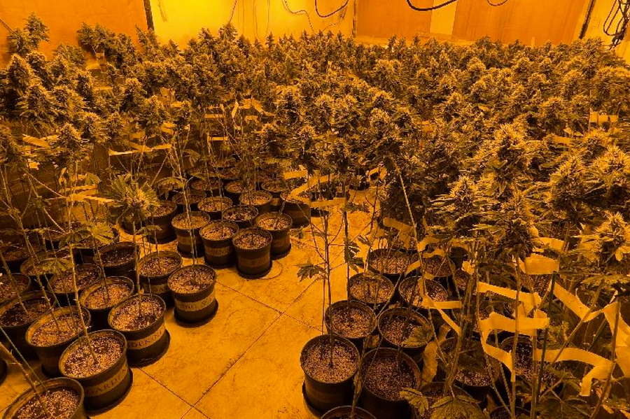 海關元朗破大麻栽植場 估計一年可種植兩噸大麻