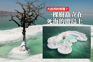 大自然的奇蹟？ 一棵樹矗立在死海的鹽島上