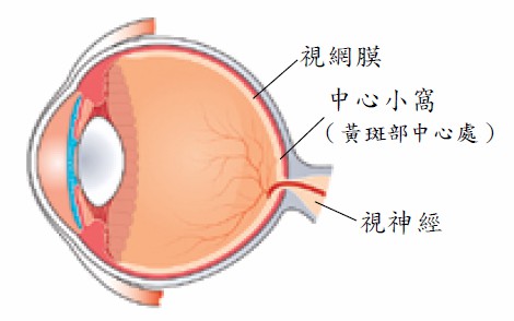 每一種護眼營養素作用於眼睛的部位不同。