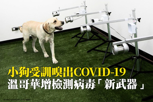 小狗受訓嗅出COVID-19  溫哥華增檢測病毒「新武器」 