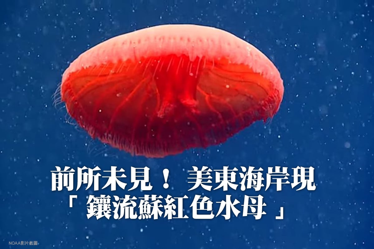 美國國家海洋氣象局（NOAA）的研究人員日前在美國東海岸水下700米的深海裏發現了一種前所未見的「紅色水母」。（影片截圖）