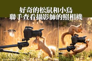 好奇的松鼠和小鳥聯手查看攝影師的照相機