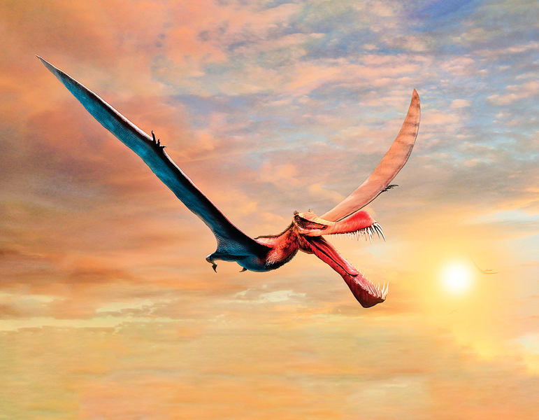 澳洲發現新品種翼龍化石 翼展開約七米多長