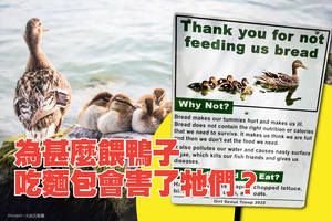 為甚麼餵鴨子吃麵包會害了牠們？