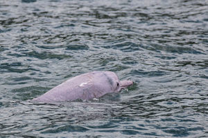 本港水域中華白海豚數量17年間跌逾8成 WWF建議設保護區