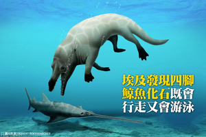 埃及發現四腳鯨魚化石 既會行走又會游泳