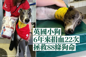 英國小狗6年來捐血22次 拯救88條狗命