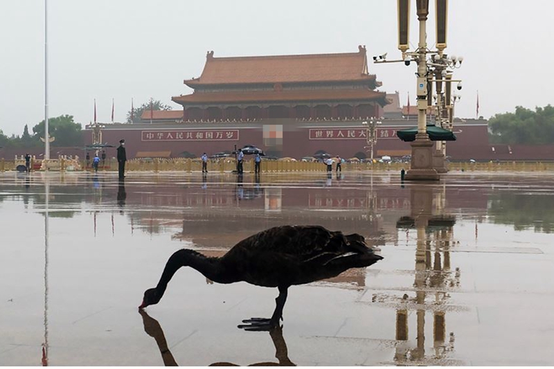 9月5日早上，一隻黑天鵝降落在天安門廣場，引發熱議。（影片截圖）