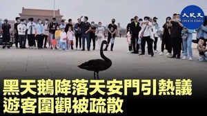 黑天鵝降落天安門引熱議 游客圍觀被疏散