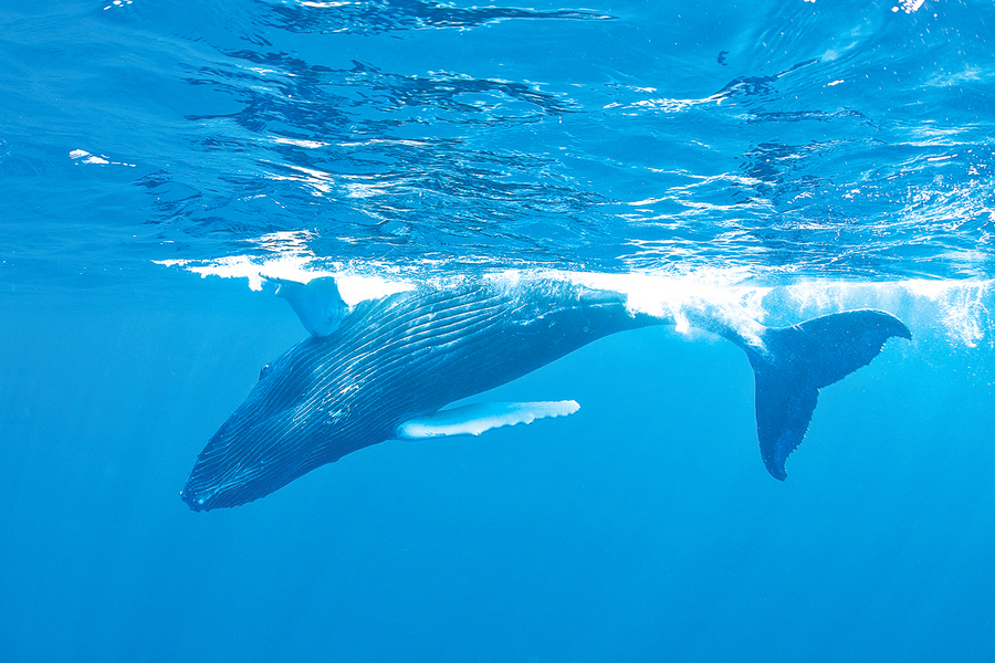 埃及發現四腳鯨魚化石既會行走又會游泳