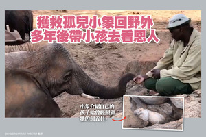 獲救孤兒小象回野外 多年後帶小孩去看恩人