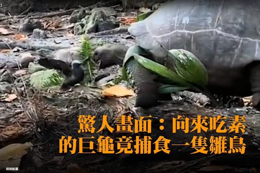 驚人畫面：向來吃素的巨龜竟捕食一隻雛鳥