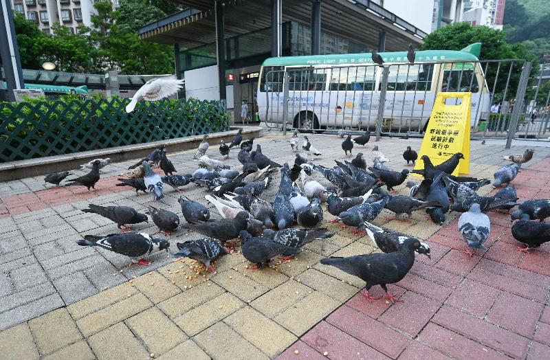 野鴿避孕藥試驗計劃展開  漁護署籲市民避免於餵飼期間走近