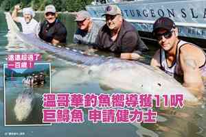 溫哥華釣魚嚮導獲11呎巨鱘魚 申請健力士