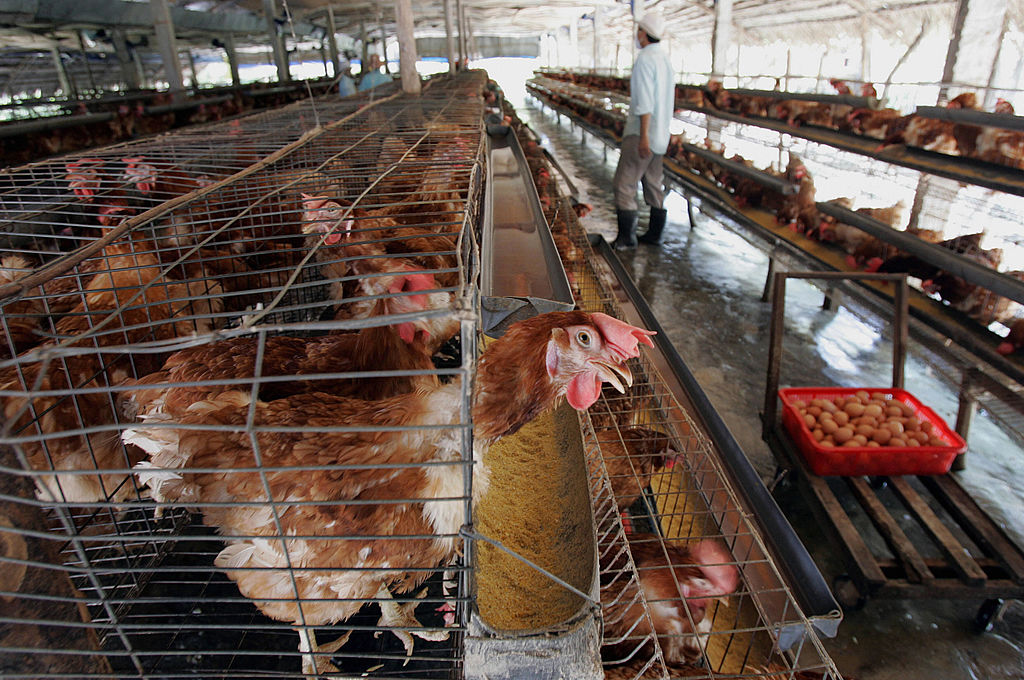 食安中心今（21日）宣布，因越南廣治省爆發H5N8禽流感，已指示業界暫停進口該地區進口家禽。（HOANG DINH NAM/AFP via Getty Images）