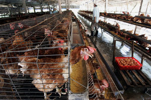 越南廣治省爆H5N8禽流感  食安中心宣布暫停進口該地區進口家禽