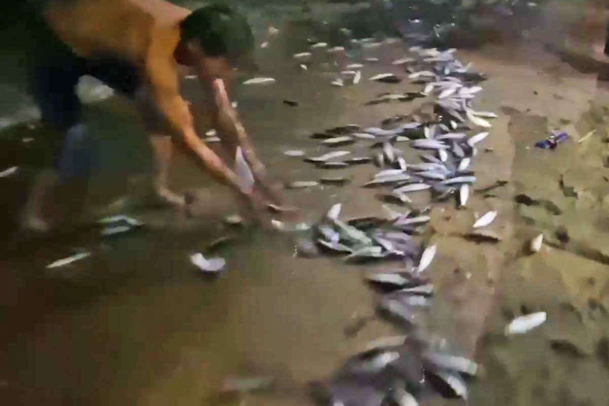 昨晚（22日）中秋夜，有數千條的魚在長洲東灣泳灘不斷跳上岸。（「我們的長洲」Facebook短片截圖）