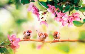 中共最荒唐的群眾運動 打麻雀與除四害