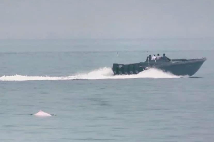 走私快艇影響海豚居住生態 對市民治安造成威脅