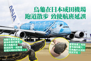 烏龜在日本成田機場跑道散步 致使航班延誤