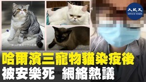 哈爾濱三寵物貓染疫後 被安樂死 網路熱議