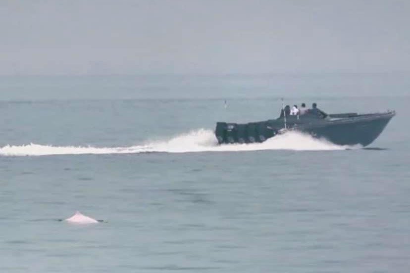穿梭中港的走私快艇距離海豚非常近，若水警前來驅散便會立刻四散。（香港海豚保育學會提供）