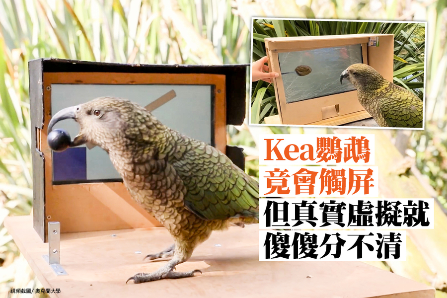 Kea鸚鵡竟會觸屏 但真實虛擬就傻傻分不清