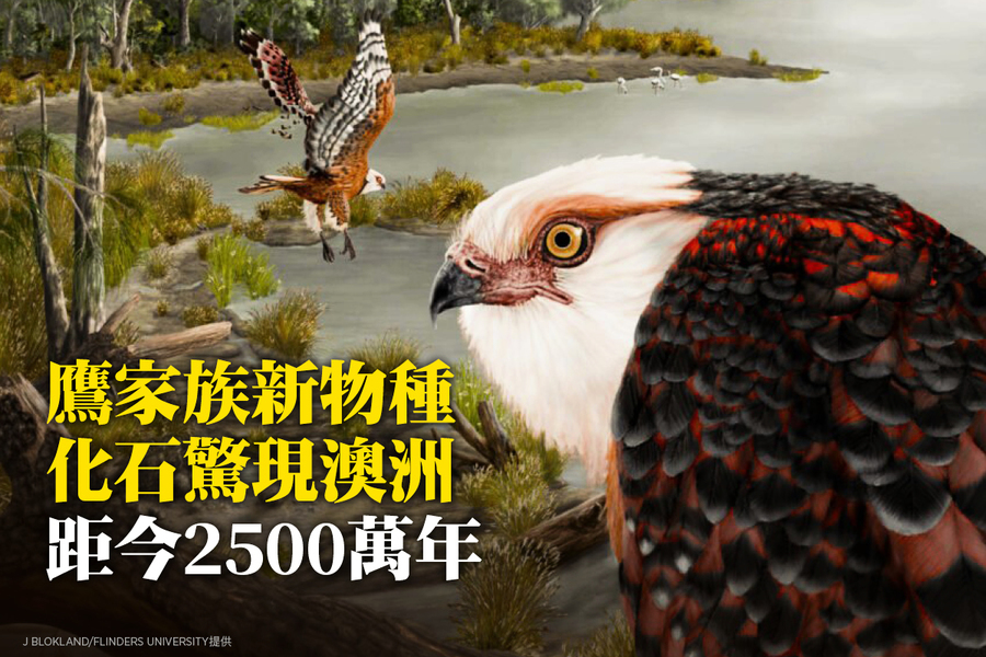 鷹家族新物種化石驚現澳洲 距今2500萬年