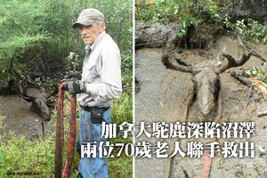 加拿大駝鹿深陷沼澤 兩位70歲老人聯手救出