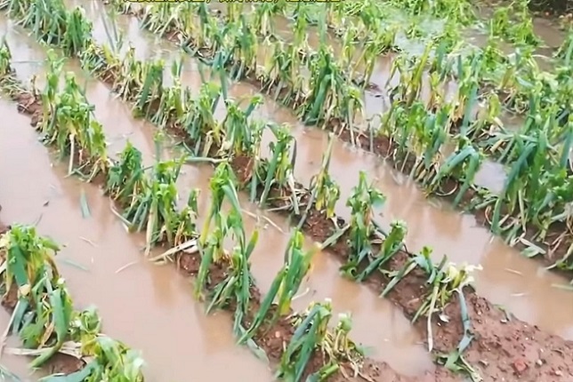 中國遼寧省近日天氣異常，陸續出現暴雨、雷電、冰雹、大風。4日，遼寧省共有16座水庫洩洪，造成農作物受災。（影片截圖）