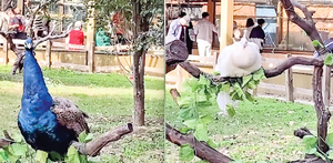 四孔雀被綁樹上供欣賞 瀋陽景區遭批