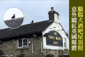 臘腸犬酒吧屋頂照 意外躥紅英國媒體