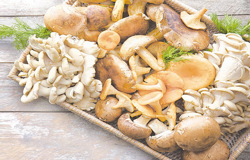 蘑菇的品種很多，可根據想做的料理挑選合適的種類。