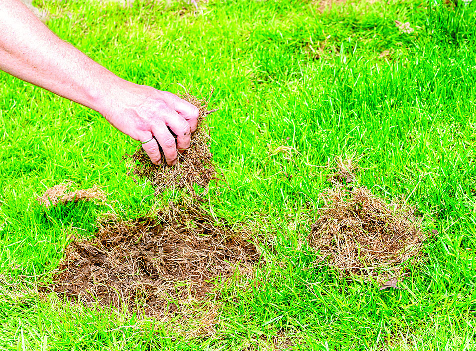 清理掉裸露土壤附近枯死的草和雜草。