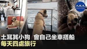 土耳其小狗會自己坐車搭船 每天四處旅行
