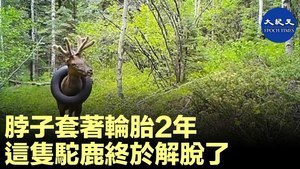 脖子上套著輪胎2年 這隻駝鹿終於解脫了