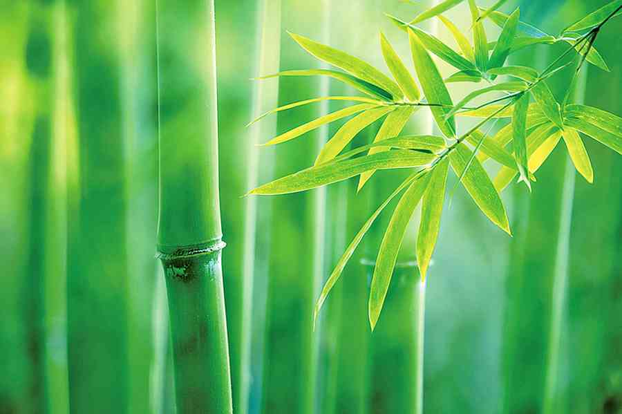 被高人用一片竹葉送還鄉 —— 書生了悟入山求道