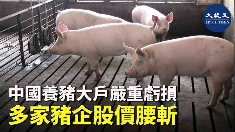中國養豬大戶嚴重虧損 多家豬企股價腰斬