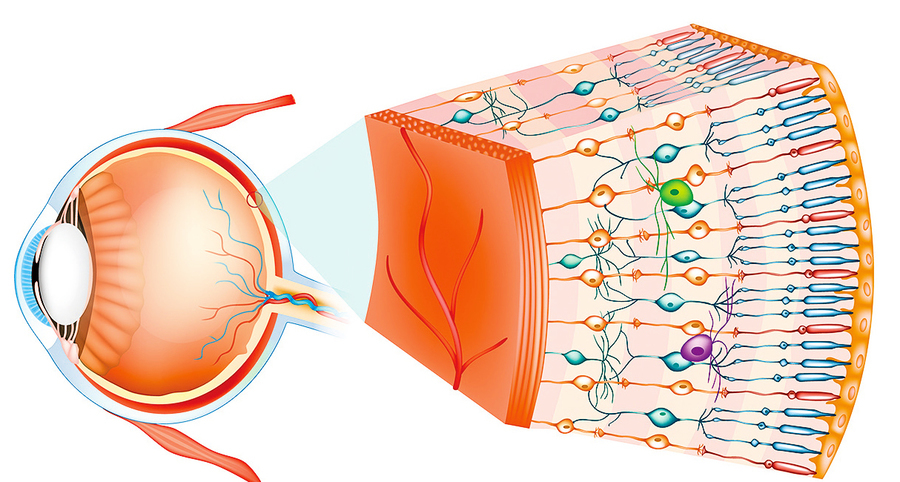 研究  生物視網膜敏感度極高而且節能