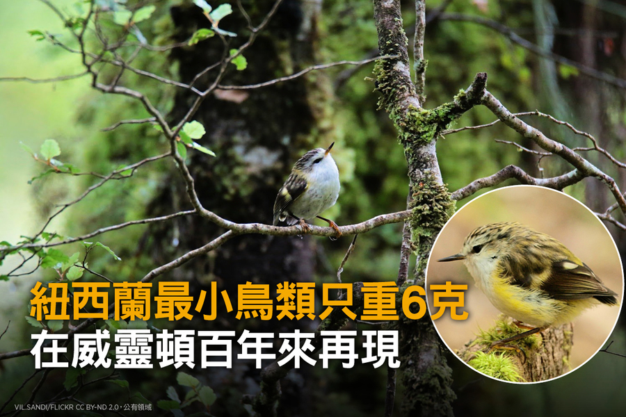紐西蘭最小鳥類只重6克 在威靈頓百年來再現