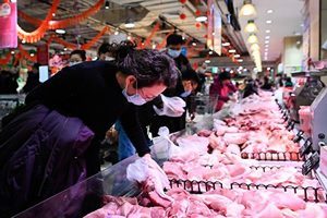 中國菜比肉貴 豬價大跌 養一頭豬賠500元