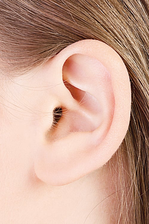 研究證實：從耳朵可看出壽命長短