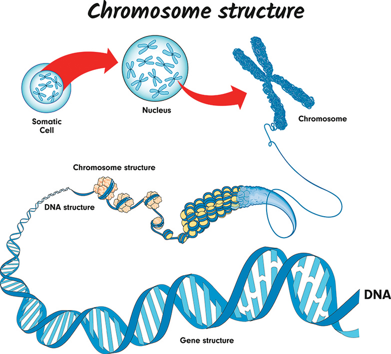 研究：連接組蛋白控制染色體的形狀