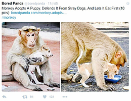 猴子收養幼犬 展現超物種愛