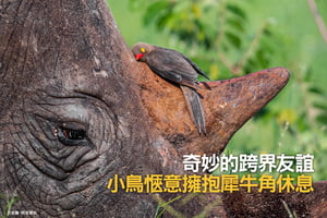 奇妙的跨界友誼：小鳥惬意擁抱犀牛角休息