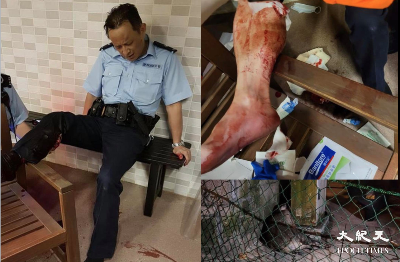 北角昨晚（11月9日）發生野豬咬傷警員事件。警員右小腿受傷送院，情況穩定。涉事野豬其後從高處墮下，傷重不治。（香港突發事故報料區／大紀元合成圖片）