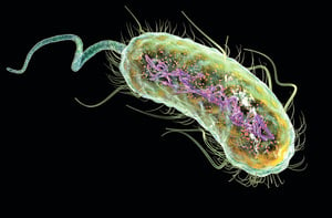 最清晰圖像看清細菌外膜上的蛋白質